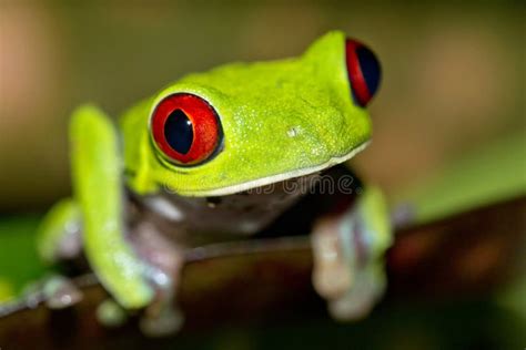 Red Eyed Tree Frog Corcovado National Park Costa Rica Stock Photo