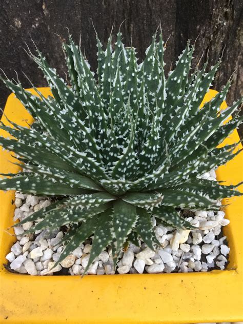 Aloe Aristata Tegebergs Triumph Suculentas Plantas Decoraci N De