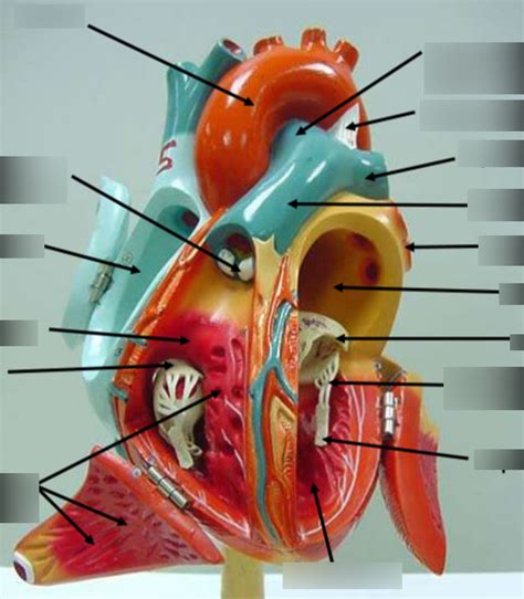 Heart Model Interior View Diagram Quizlet