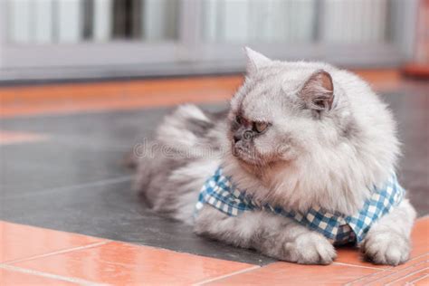 A Persian Cat Laying Down On The Floor Stock Photo Image Of Breed