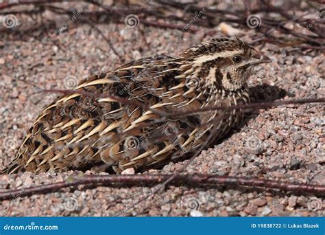 Common Quail, Coturnix Coturnix, Bird In The Nature Habitat. Quail ...