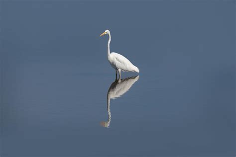 Ham Wall Egret Egrets Are Herons Generally Long Legged Wa Flickr