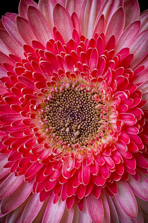 Pink Gerbera Daisy Photograph By Garry Gay Fine Art America