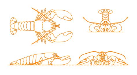 Plains Zebra Equus Quagga Dimensions Drawings Dimensions