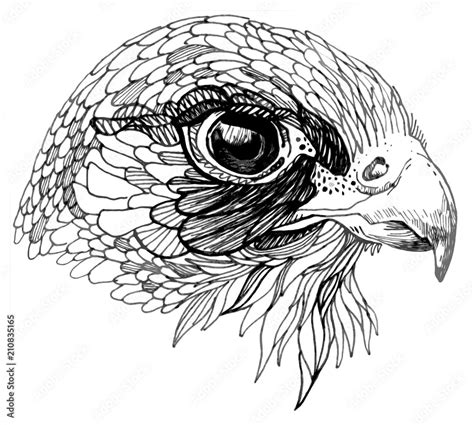 Hand drawn falcon illustration. Realistic wild bird drawing Stock Photo ...