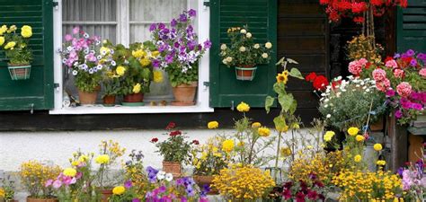 C Mo Cuidar Tus Plantas En Verano Cu L Es La Mejor Hora Para Regar Tus