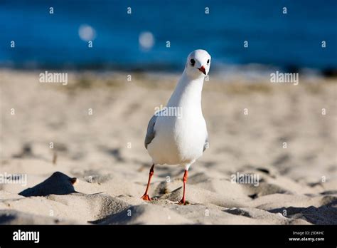 Nosy seagull hi-res stock photography and images - Alamy