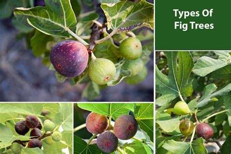 Types of Fig Tree’s Species and Popular Kinds - EmbraceGardening