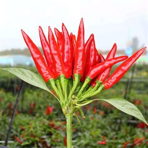 Seeds Pack Siling Labuyo Hybrid Hot Pepper Taiwan Chili Siling Taiwan Shopee Philippines