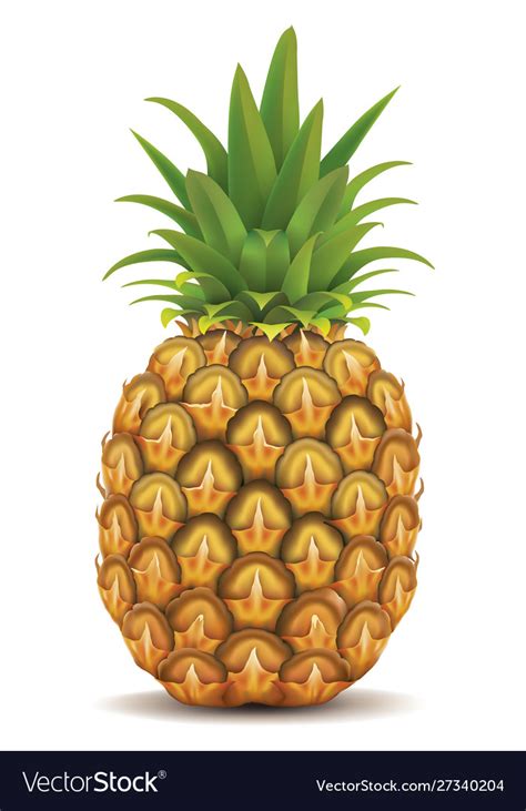 Fresh Pineapple Isolated On White Royalty Free Vector Image