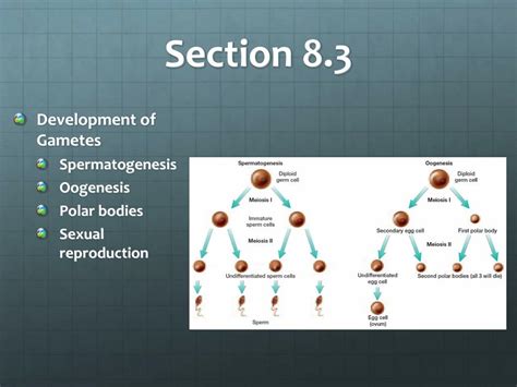 Ppt Chapter 8 Cell Reproduction Powerpoint Presentation Free Download Id 1394583