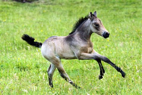 Talisman Farm : Foal photos ... just coz :)