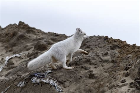 Raposa Do Rtico Vulpes Lagopus Na Tundra Selvagem Raposa Do Rtico