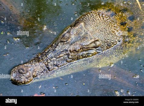 Saltwater Crocodile Crocodylus Porosus Crocodylus Park Darwin