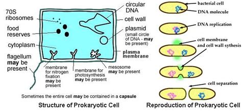 Unicellular Bacteria