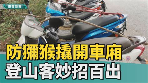 行徑誇張 怕爆柴山登山客竟用這招防獼猴撬開車廂 Youtube