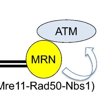 Activation Of Dna Pkcs Atm And Atr Upon Dna Damage Recognition A