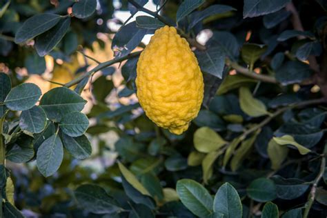 citron  ancient fruit    eating