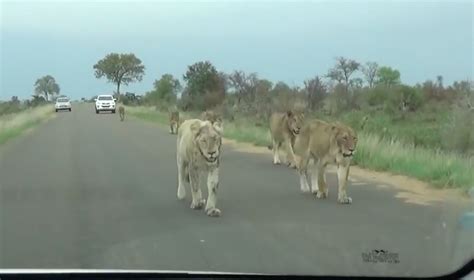 Watch Largest Pride Of Lions Filmed Walking Through Kruger National Park