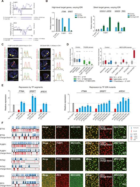 Dual Role Transcription Factors Stabilize Intermediate Expression