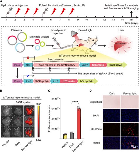 Fast Mediated Gene Editing Of The Tdtomato Reporter Locus In