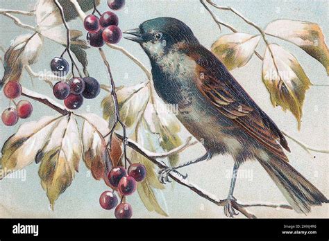 Vintage Victorian bird illustrations Stock Photo - Alamy