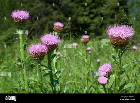 Leuzea Carthamoides Known As Maral Root Or Rhaponticum In Natural