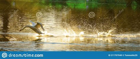 White Mute Swan Or Cygnus Olor Lands With A Splash In The Water Of A