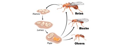 Iniciación Al Mundo De Las Hormigas Sociedad Y Castas De Hormigas