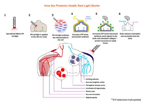 9 Ways Red Light Therapy Improves Healing | Mollie Vacco