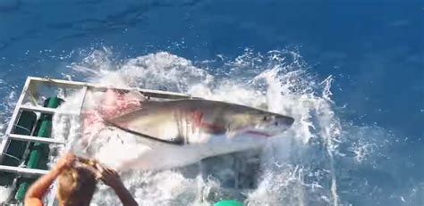 Incredible Shark Video Shows Great White Busting Through Diver’s Cage With Diver Inside