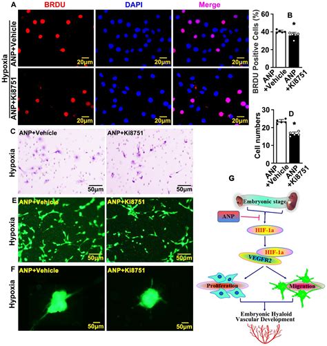 Andrographolide Suppresses Hypoxia Induced Embryonic Hyaloid Vascular