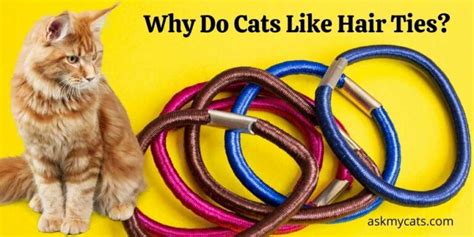 Why Do Cats Like Hair Ties Do Cats Eat Hair Ties