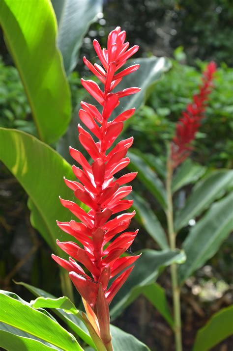 Kostenlose Foto Blatt Blume Rot Dschungel Botanik Flora