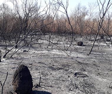 Brigadistas Enfrentam Calor De Graus Fogo Controlado Ajuda De