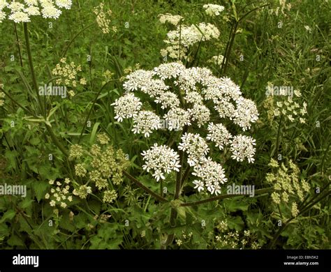 Cow Parsnip Common Hogweed Hogweed American Cow Parsnip Heracleum