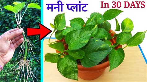 Easiest Way To Grow Money Plants From Cuttings And Take Complete Care