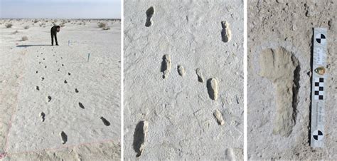 Fossil Footprints The Fascinating Story Behind The Longest Known