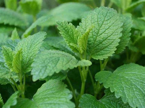 Lemon Balm Growing Guide Limitless Growth