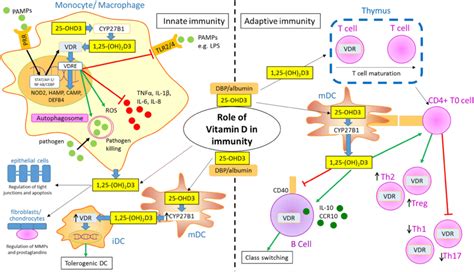 Role Of Vitamin D In The Immune System Schematic Representation Of