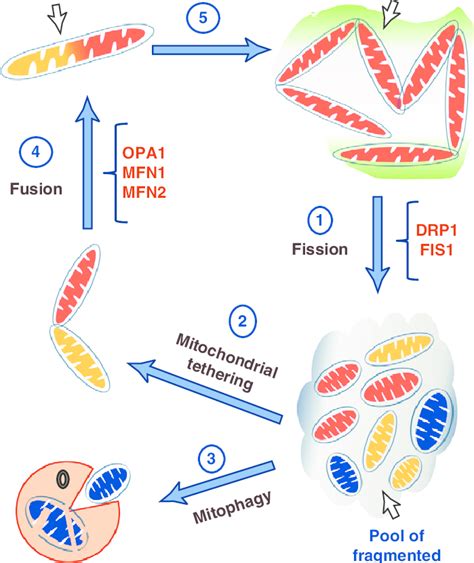 Simplified Model Depicting The Role Of Mitochondrial Shaping Proteins