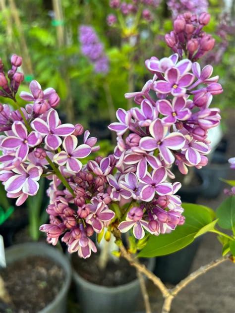 Syringa vulgaris Lilac - Neth Plant