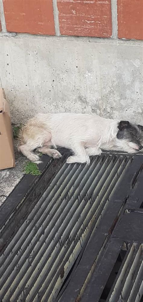 On Twitter Rt Yaracalcagno Difundo Esta Perrita La