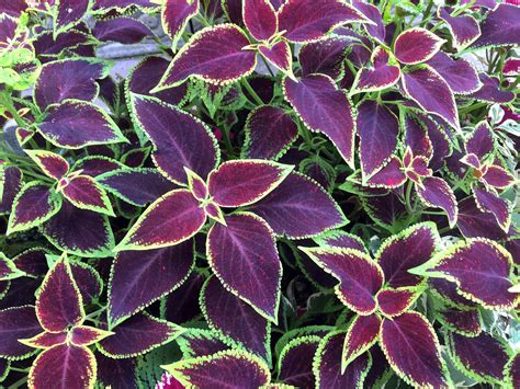 Are Coleus Plants Poisonous To Cats And Dogs