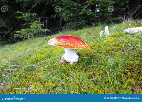 Poisonous Mushroom Amanita. Stock Image - Image of background ...