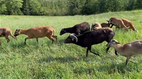 Bong Peaceful Valley American Blackbelly Hair Sheep Michigan Youtube