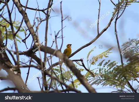 Phtos Colombian Flora Fauna Stock Photo 1883545246 | Shutterstock