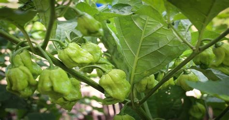 Naga Viper Pepper All About Heat Flavor Uses Substitutes