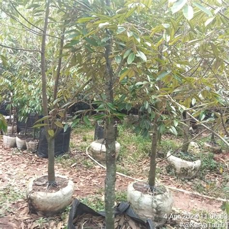 Jual Pohon Durian Ochee Duri Hitam Berbunga Berbuah Kota Tangerang