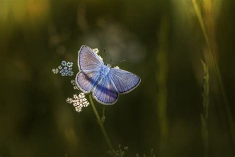 Afbeeldingen Van Vlinders In Nederland Ontdek De Prachtige